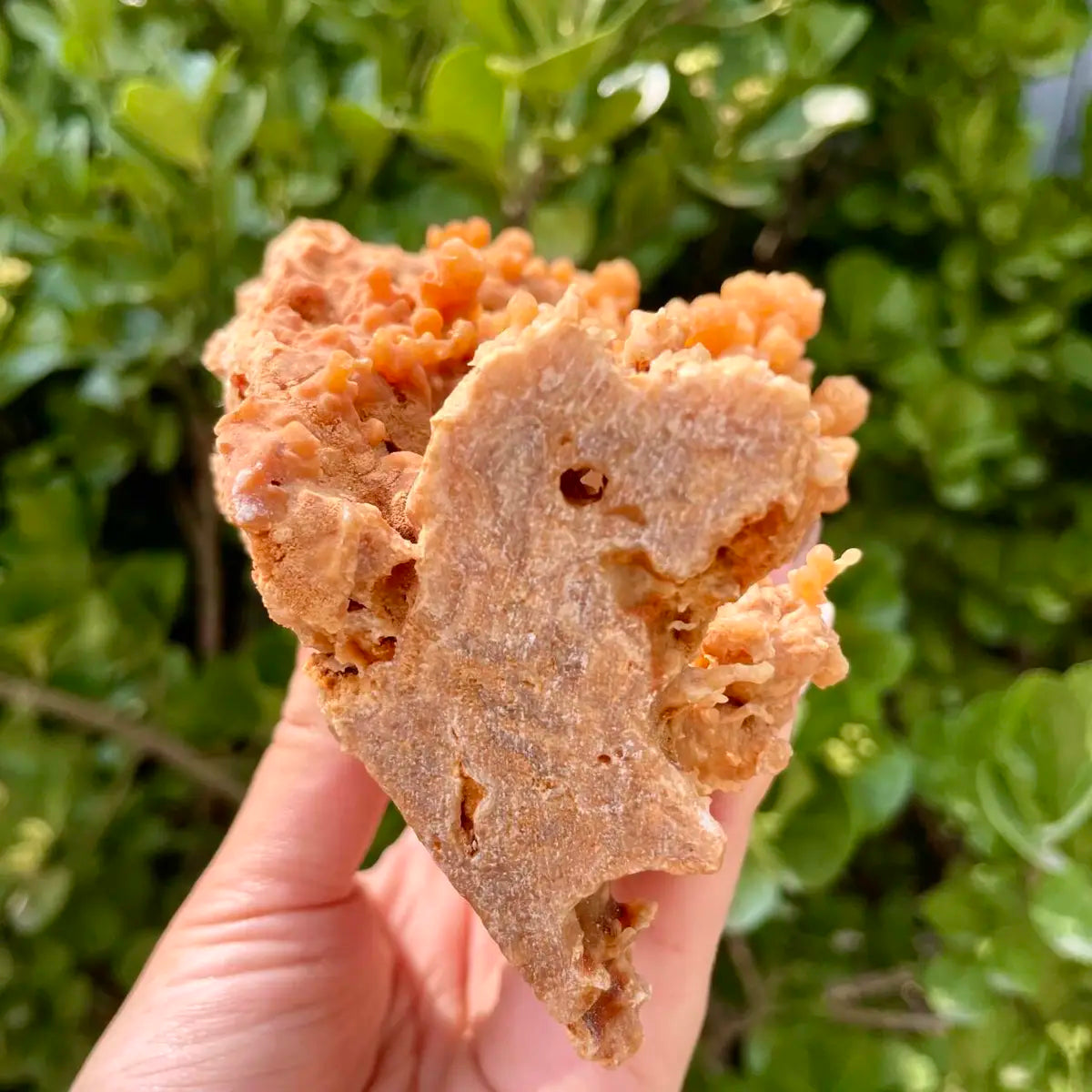 Natural Mimetite Crystal Cluster on Matrix | 510g | 13*10*7 cm | Rare Lead Mineral Specimen | Mineral Collection