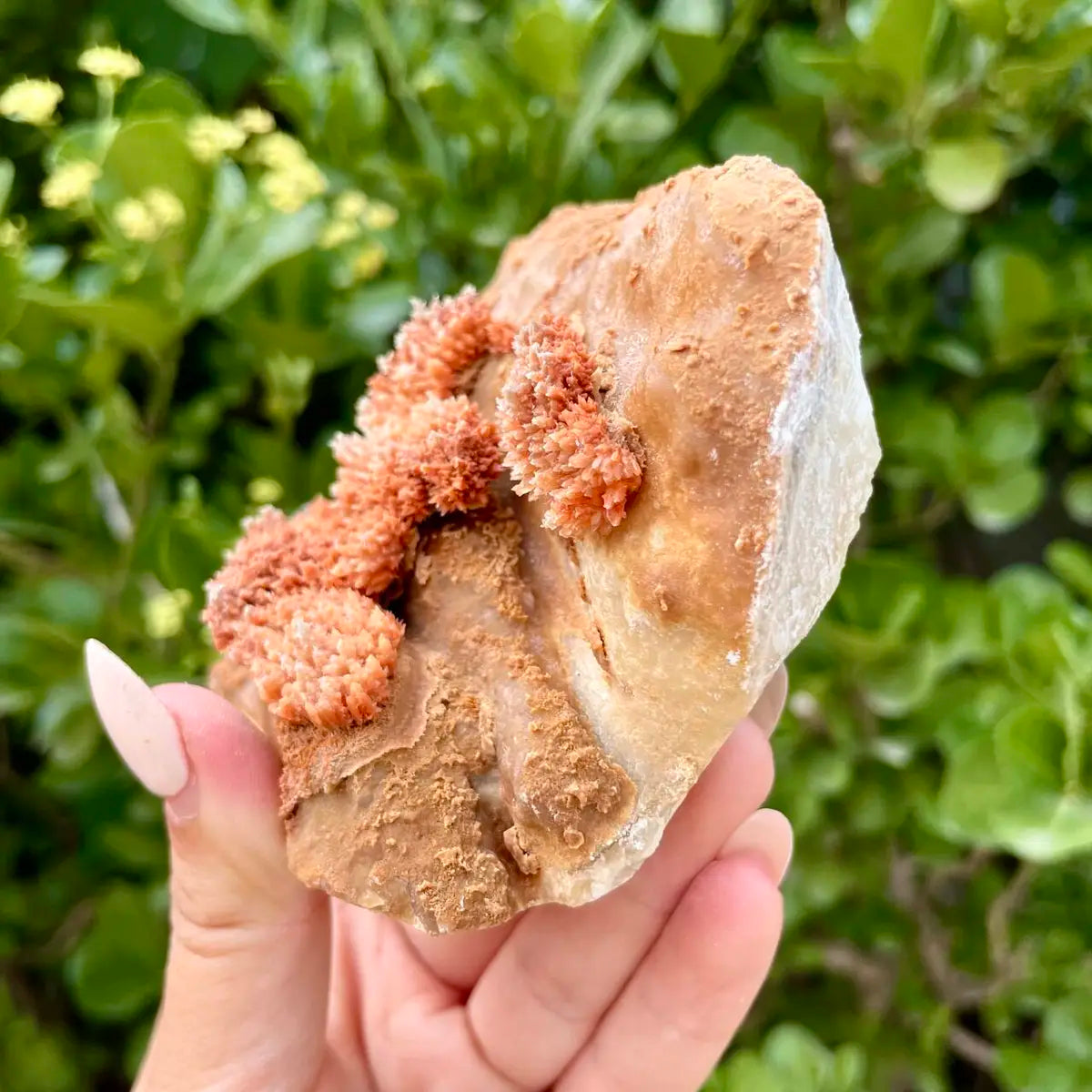 Natural Mimetite Crystal Cluster on Matrix | 620g | X16.5*8*5 cm | Rare Lead Mineral Specimen | Mineral Collection
