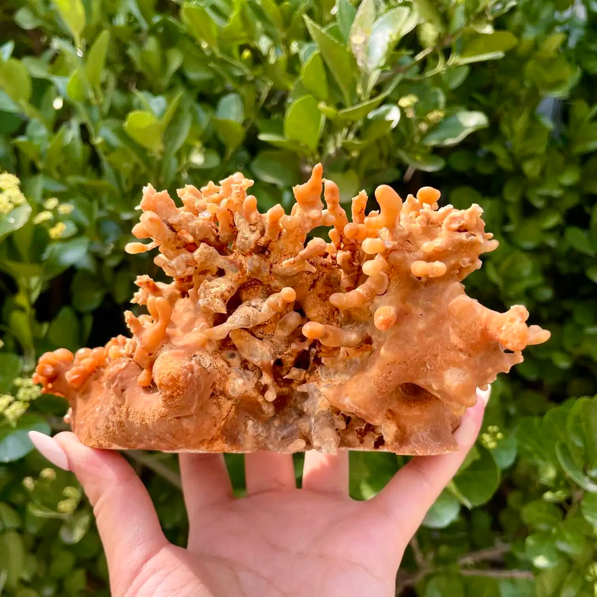 Natural Mimetite Crystal Cluster on Matrix | 370g | 9*8*3cm | Rare Lead Mineral Specimen | Mineral Collection