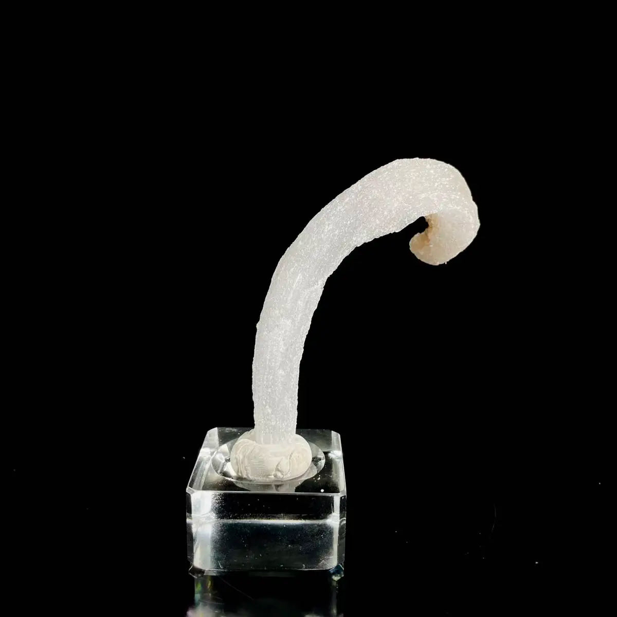 Natural Ram’s Horn Selenite Specimen | Guizhou, China | 40 g | 10*2*1 cm | Sulfate Minerals