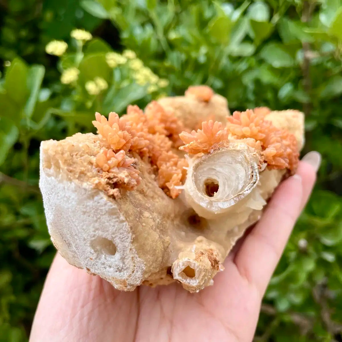 Natural Mimetite Crystal Cluster on Matrix | 680g | 15*8*6.5 cm | Rare Lead Mineral Specimen | Mineral Collection