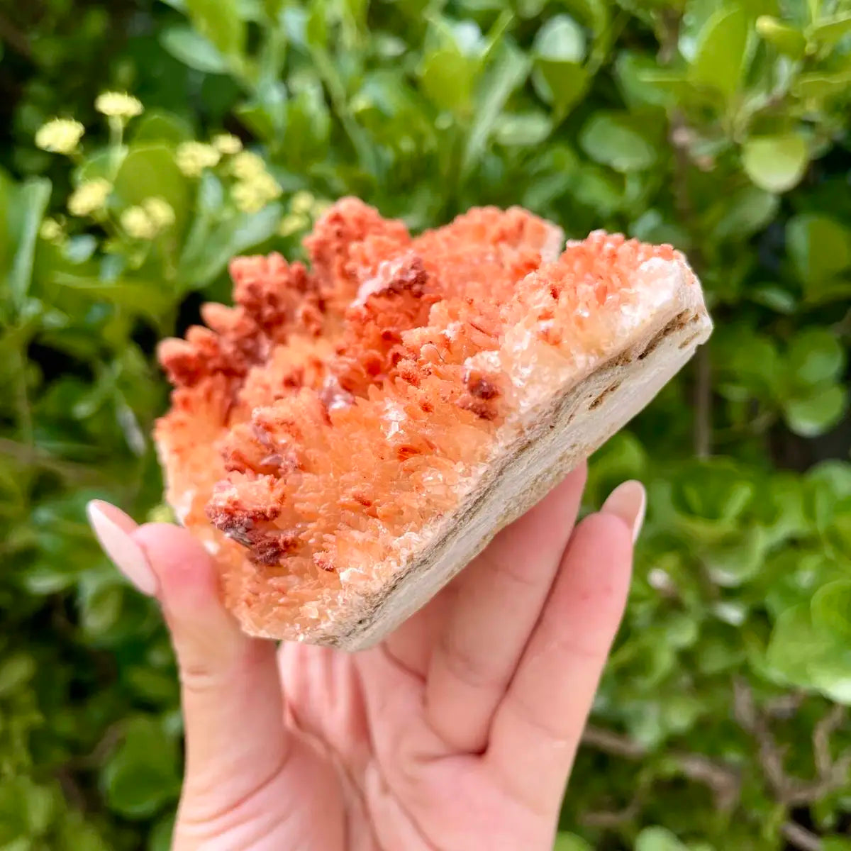Natural Mimetite Crystal Cluster on Matrix | 510g | 15*9*5cm | Rare Lead Mineral Specimen | Mineral Collection