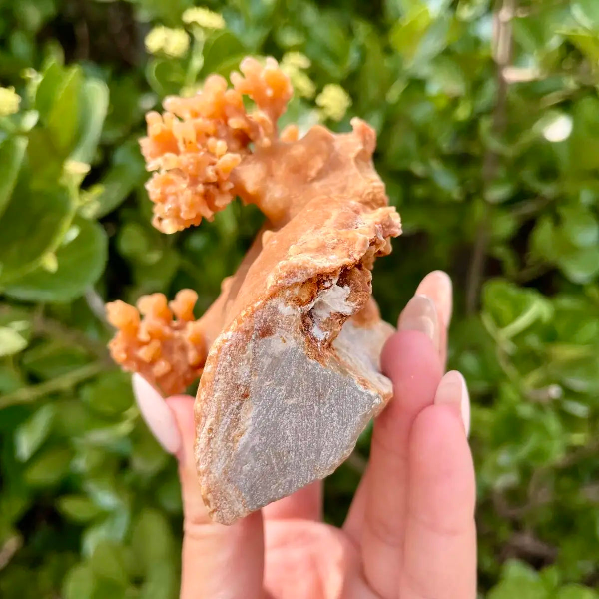 Natural Mimetite Crystal Cluster on Matrix | 210g | 7.5*8*4 cm | Rare Lead Mineral Specimen | Mineral Collection