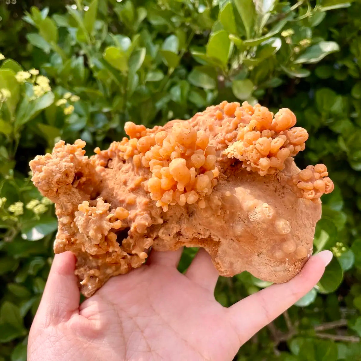 Natural Mimetite Crystal Cluster on Matrix | 510g | 13*10*7 cm | Rare Lead Mineral Specimen | Mineral Collection
