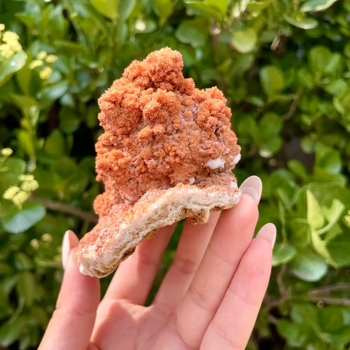 Natural Mimetite Crystal Cluster on Matrix | 360g | 14*7.5*2.5 cm | Rare Lead Mineral Specimen | Mineral Collection