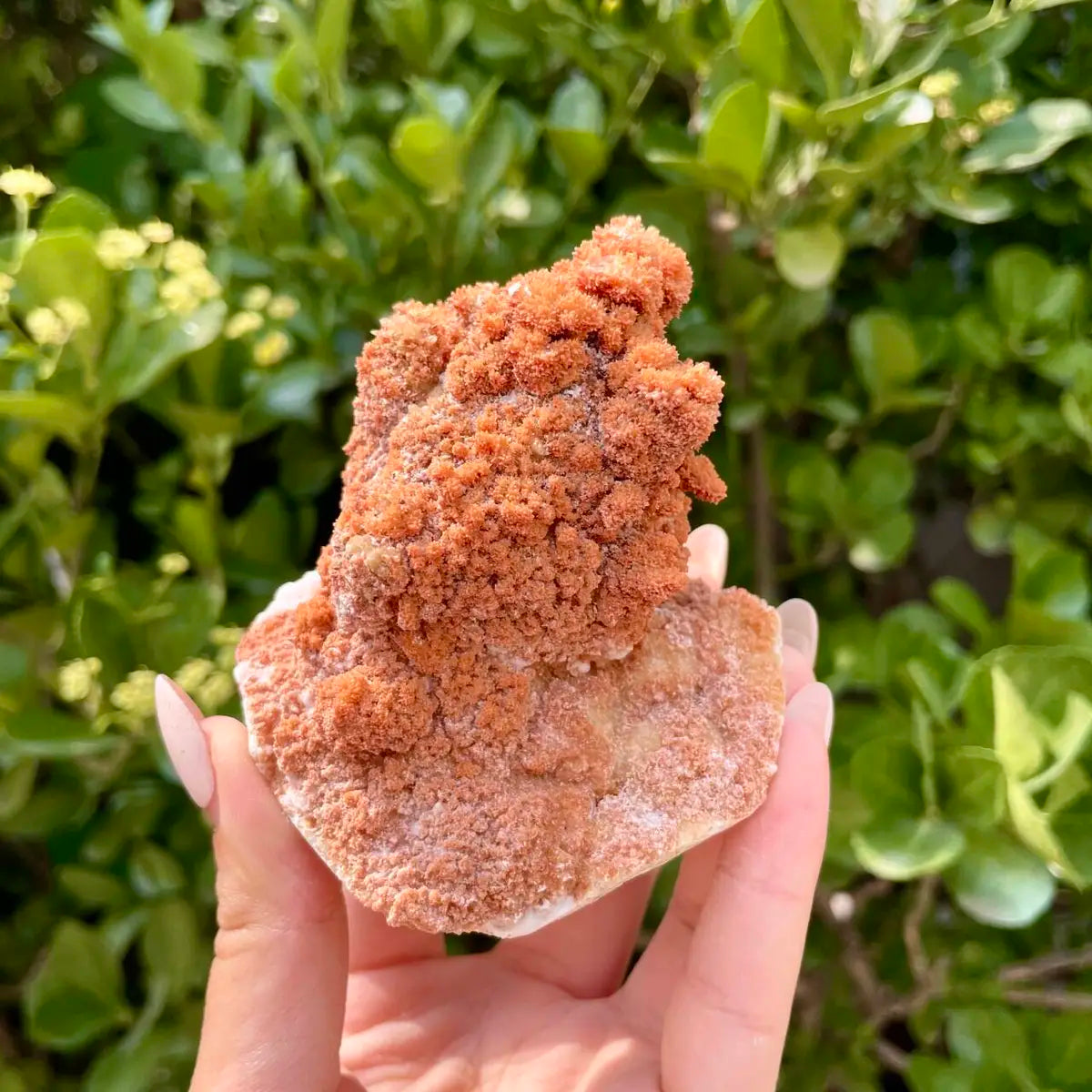 Natural Mimetite Crystal Cluster on Matrix | 360g | 14*7.5*2.5 cm | Rare Lead Mineral Specimen | Mineral Collection