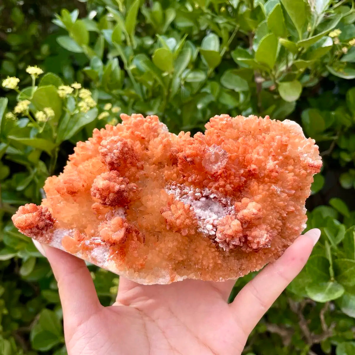 Natural Mimetite Crystal Cluster on Matrix | 510g | 15*9*5cm | Rare Lead Mineral Specimen | Mineral Collection