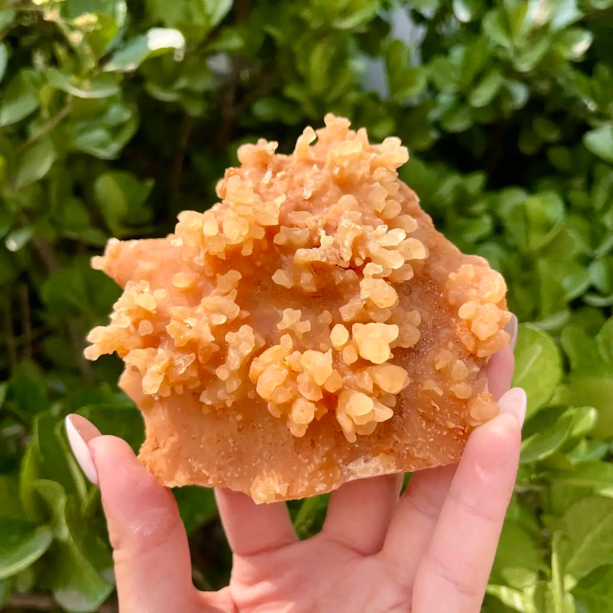 Natural Mimetite Crystal Cluster on Matrix | 310g | 9.5*9.5*4cm | Rare Lead Mineral Specimen | Mineral Collection