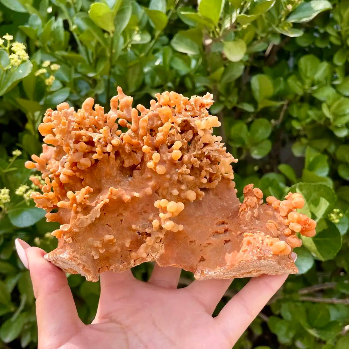 Natural Mimetite Crystal Cluster on Matrix | 370g | 9*8*3cm | Rare Lead Mineral Specimen | Mineral Collection