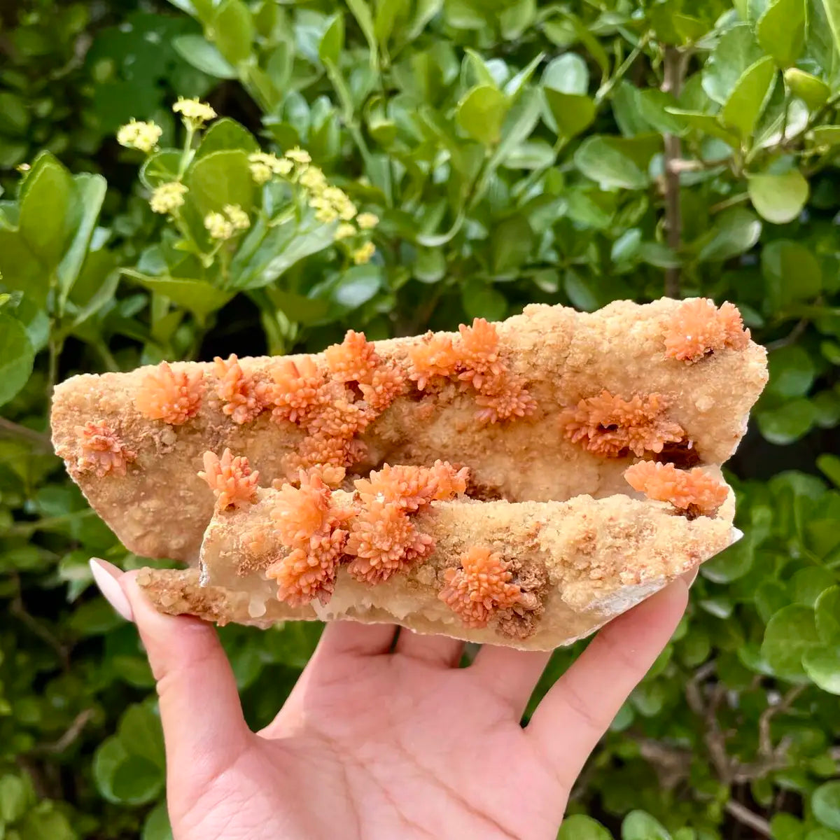 Natural Mimetite Crystal Cluster on Matrix | 680g | 15*8*6.5 cm | Rare Lead Mineral Specimen | Mineral Collection