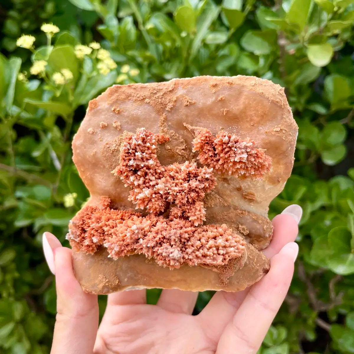 Natural Mimetite Crystal Cluster on Matrix | 620g | X16.5*8*5 cm | Rare Lead Mineral Specimen | Mineral Collection