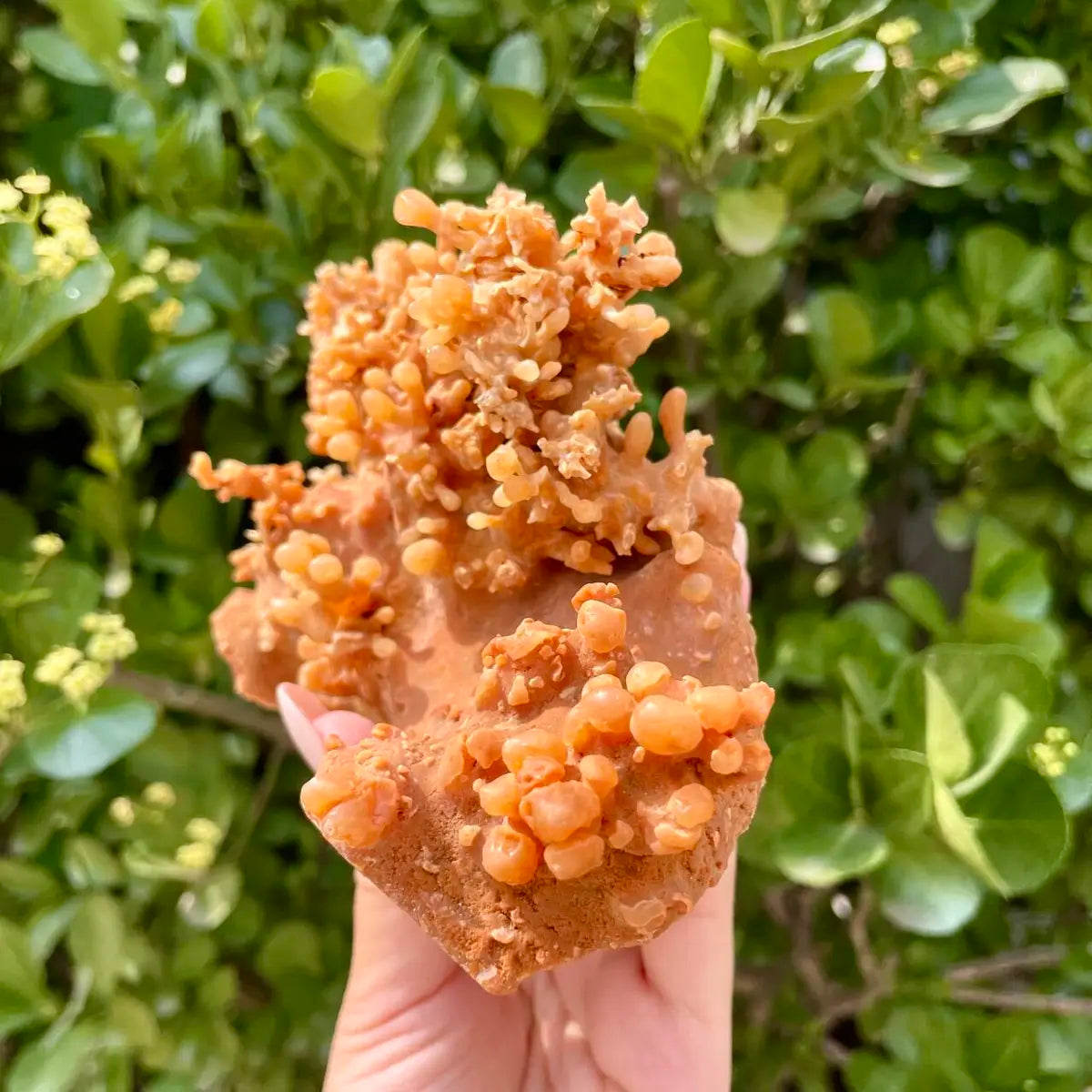 Natural Mimetite Crystal Cluster on Matrix | 370g | 9*8*3cm | Rare Lead Mineral Specimen | Mineral Collection