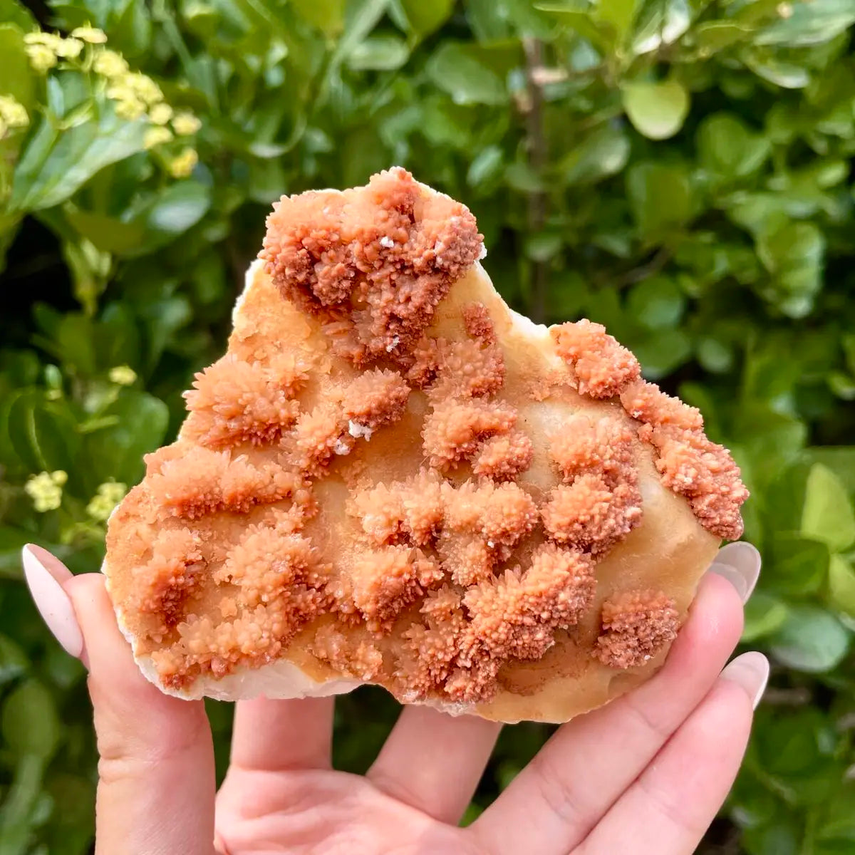 Natural Mimetite Crystal Cluster on Matrix | 230g | 9*7.5*2 cm | Rare Lead Mineral Specimen | Mineral Collection