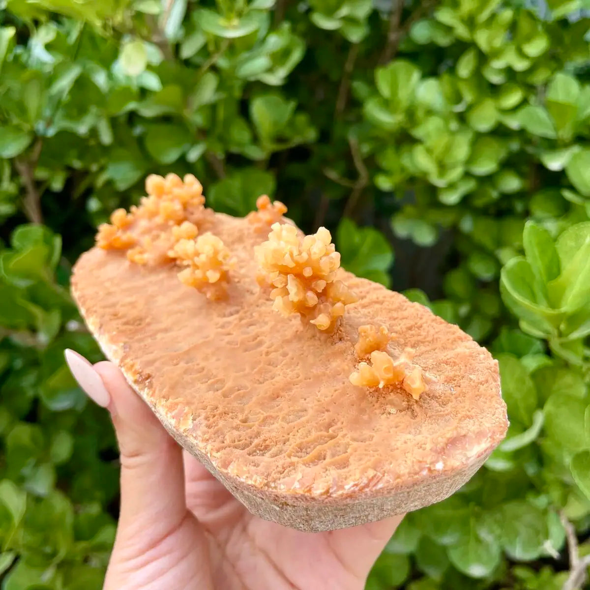 Natural Mimetite Crystal Cluster on Matrix | 530g | 15*9*7cm | Rare Lead Mineral Specimen | Mineral Collection
