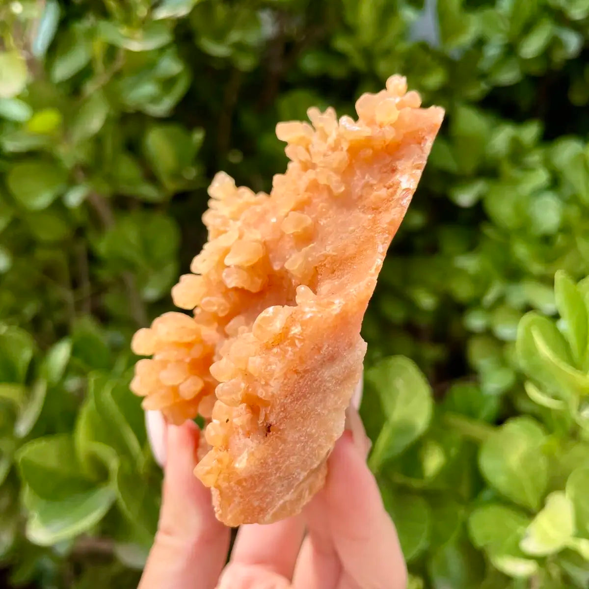 Natural Mimetite Crystal Cluster on Matrix | 310g | 9.5*9.5*4cm | Rare Lead Mineral Specimen | Mineral Collection