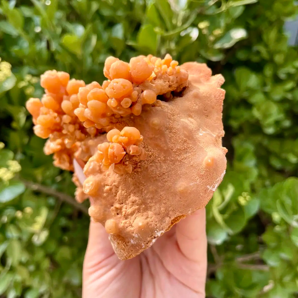 Natural Mimetite Crystal Cluster on Matrix | 510g | 13*10*7 cm | Rare Lead Mineral Specimen | Mineral Collection