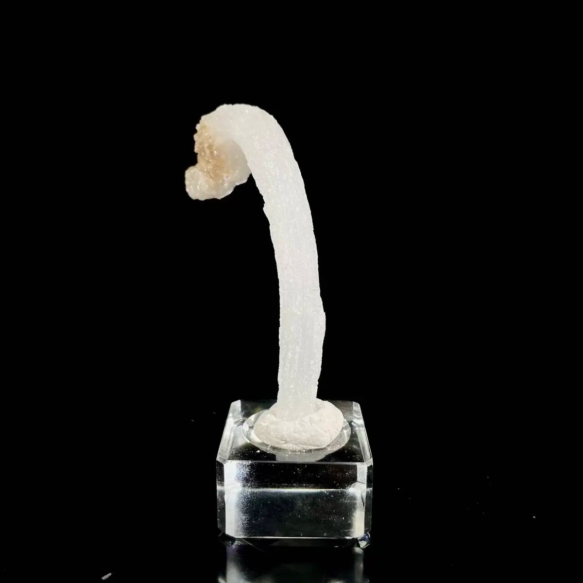 Natural Ram’s Horn Selenite Specimen | Guizhou, China | 40 g | 10*2*1 cm | Sulfate Minerals