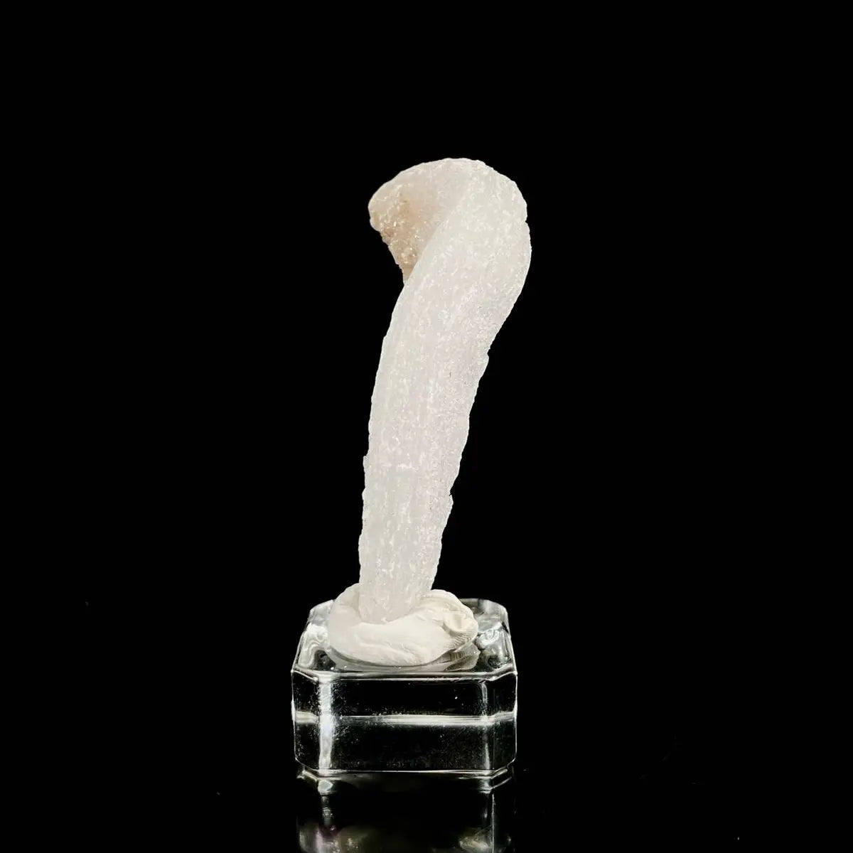Natural Ram’s Horn Selenite Specimen | Guizhou, China | 40 g | 8*3.5*2 cm | Sulfate Minerals